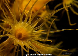 yellow.....

parazoanthus axinellae
Croatia - mediterr... by Claudia Weber-Gebert 
